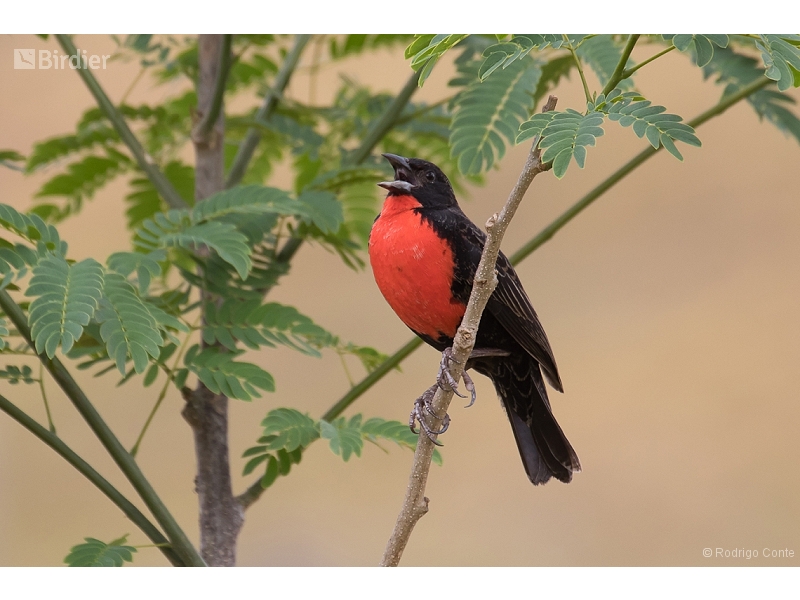 Red-breasted Meadowlark