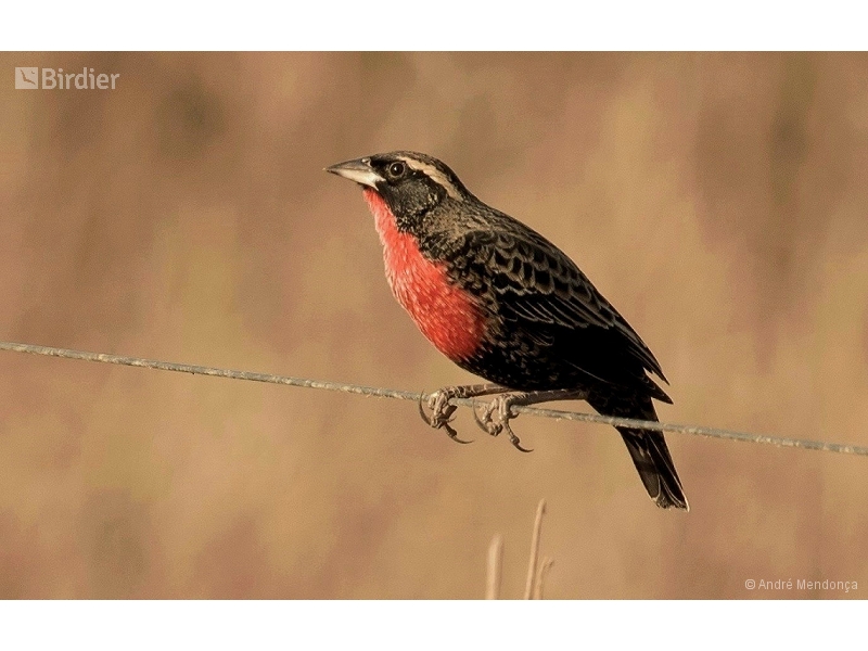 White-browed Meadowlark