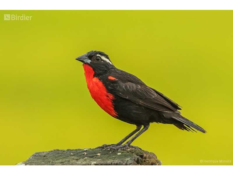 White-browed Meadowlark