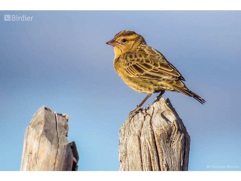 White-browed Meadowlark