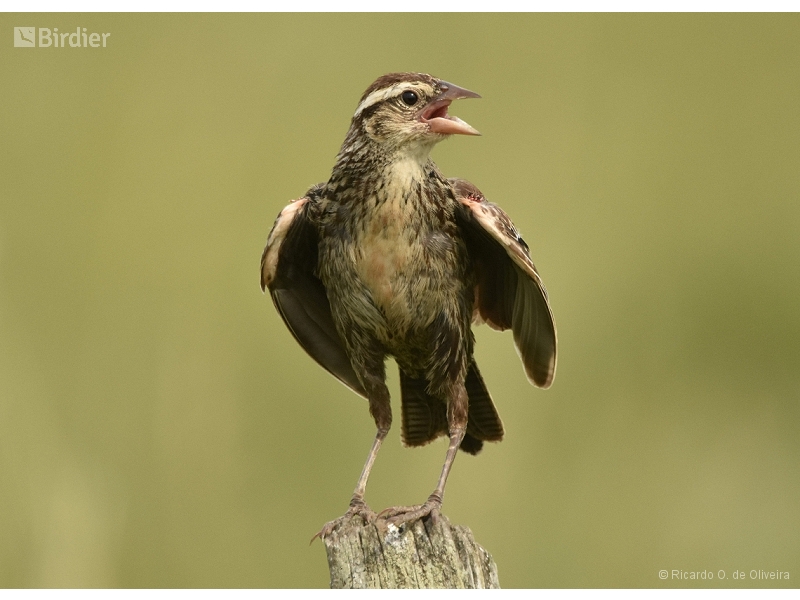 White-browed Meadowlark