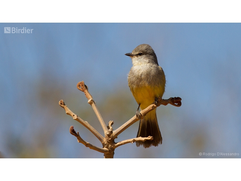 Chapada Flycatcher
