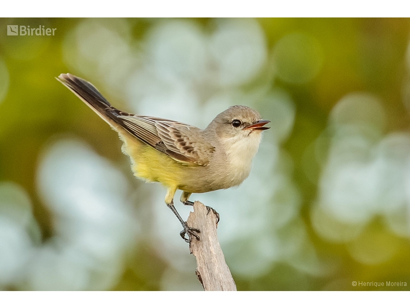 Chapada Flycatcher