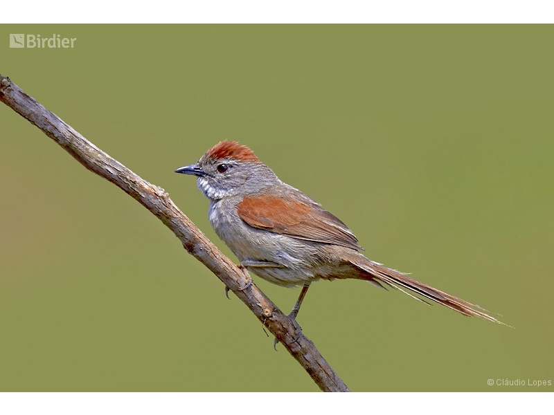 Pale-breasted Spinetail