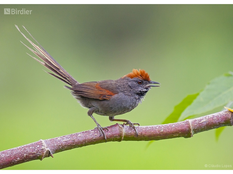 Spix's Spinetail