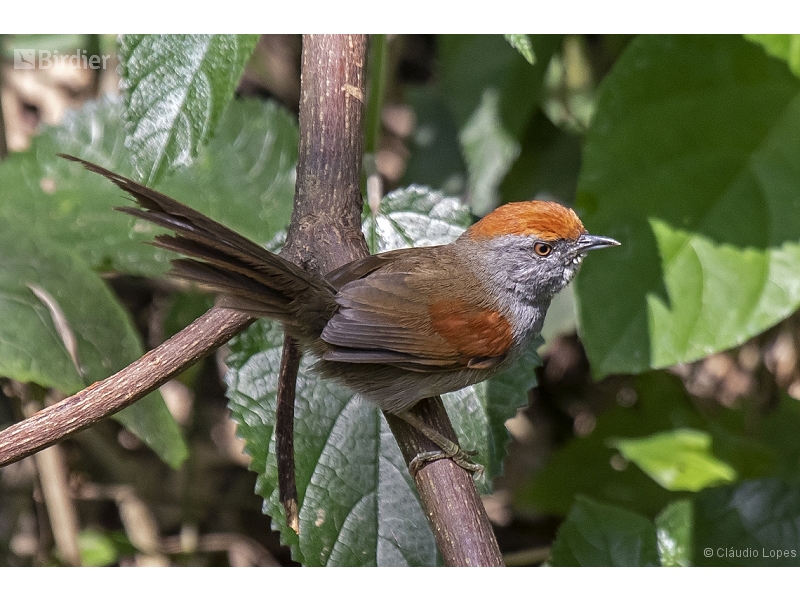 Spix's Spinetail