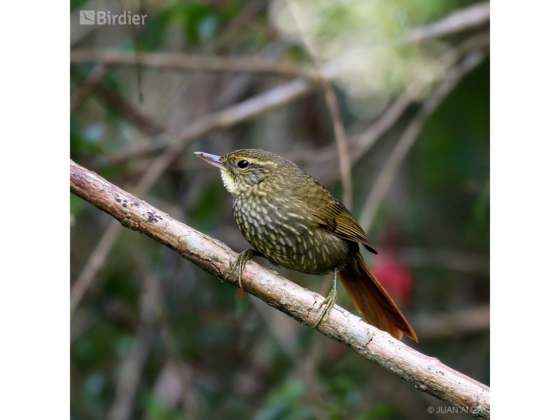 Buff-browed Foliage-gleaner