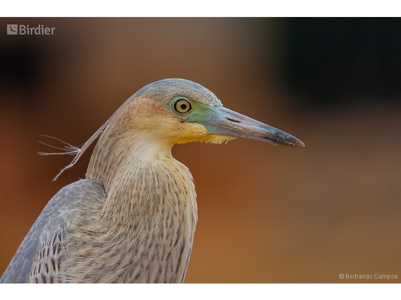 Whistling Heron