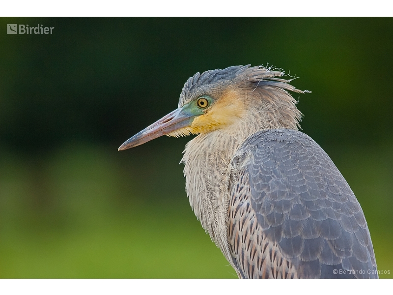 Whistling Heron
