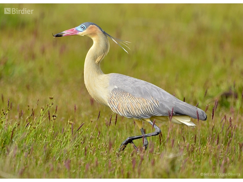 Whistling Heron