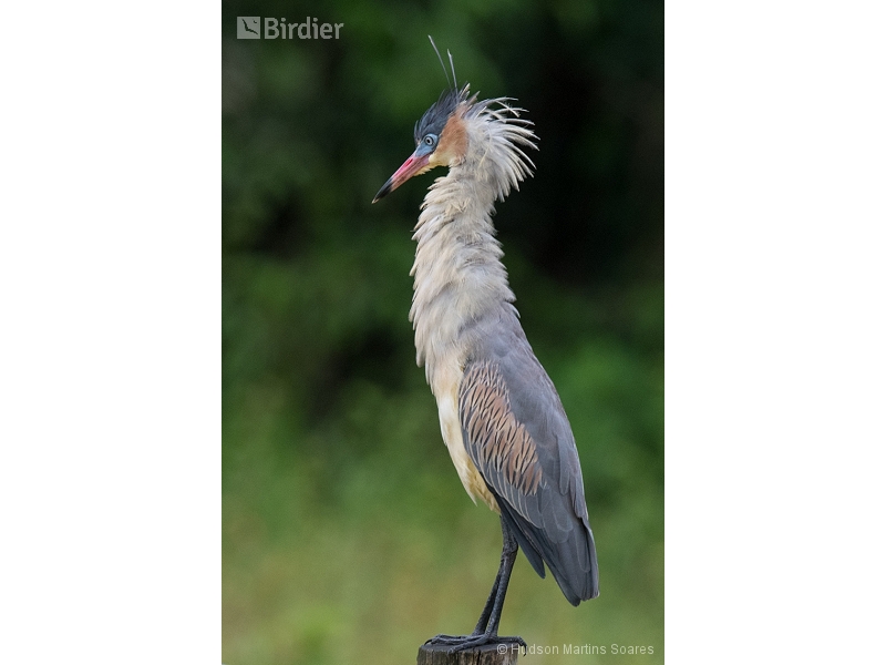 Whistling Heron