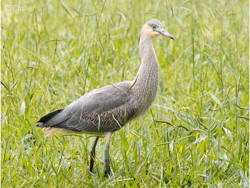 Whistling Heron