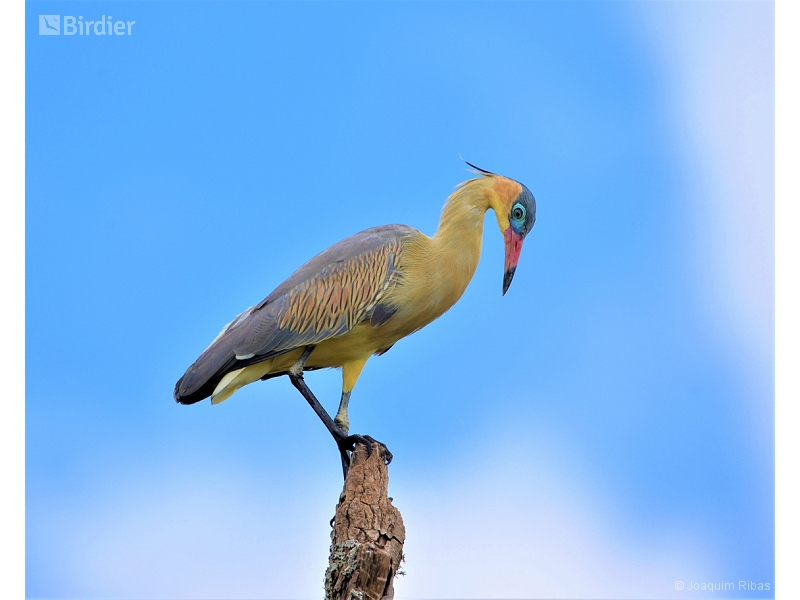 Whistling Heron