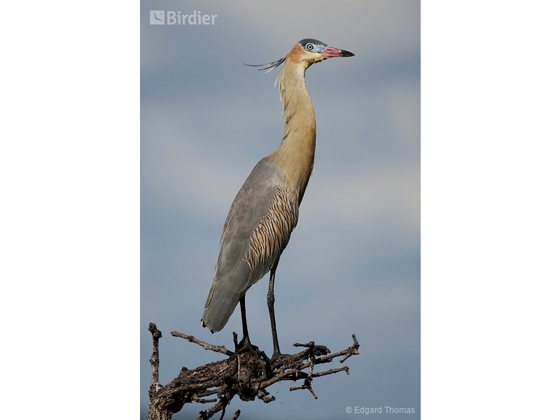 Whistling Heron