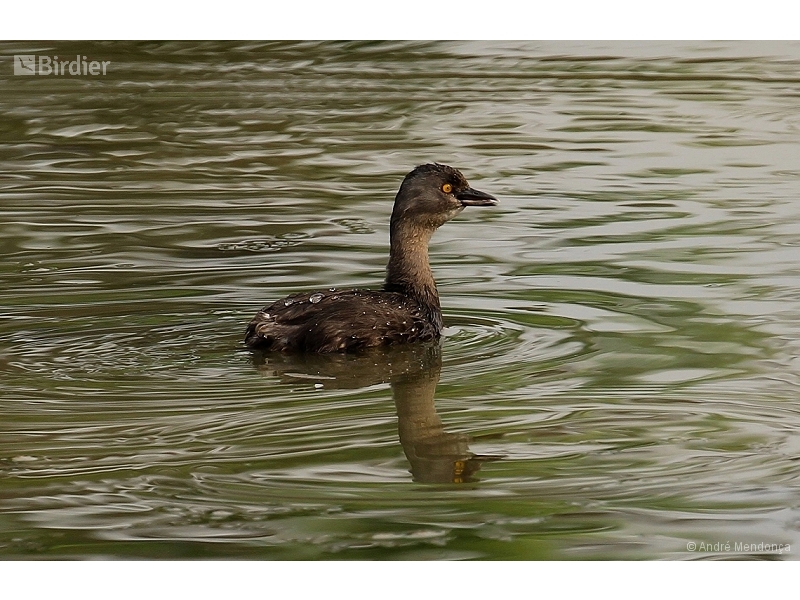 Least Grebe