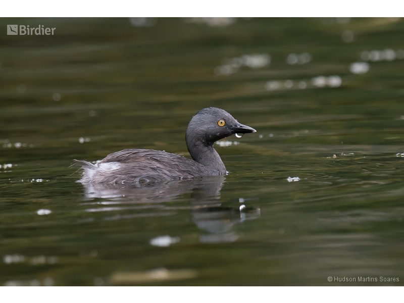 Least Grebe