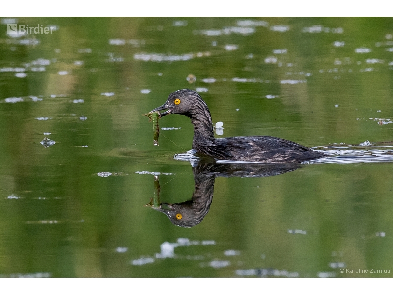Least Grebe