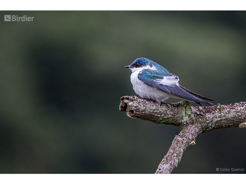 White-winged Swallow