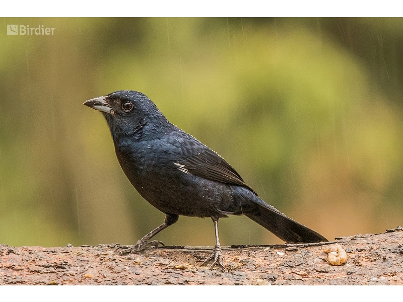 Ruby-crowned Tanager