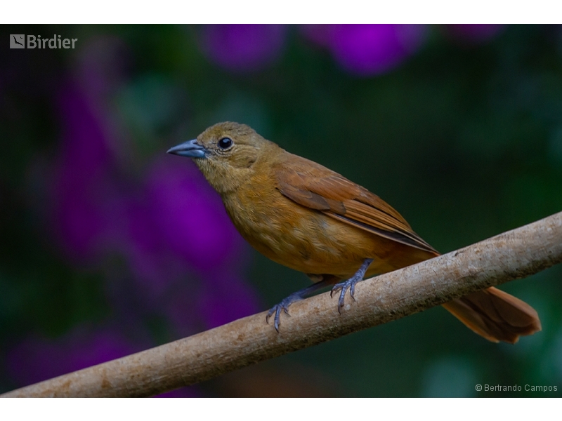 Ruby-crowned Tanager
