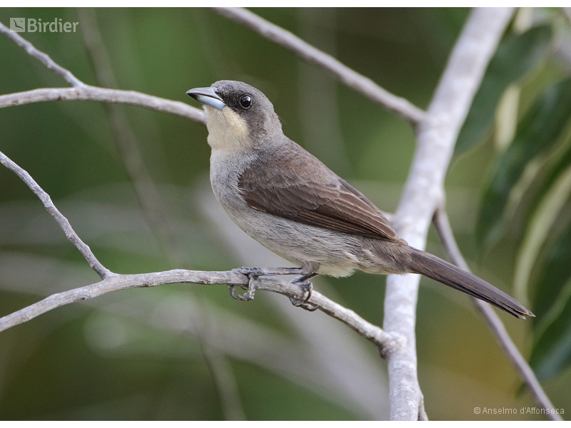 Red-shouldered Tanager