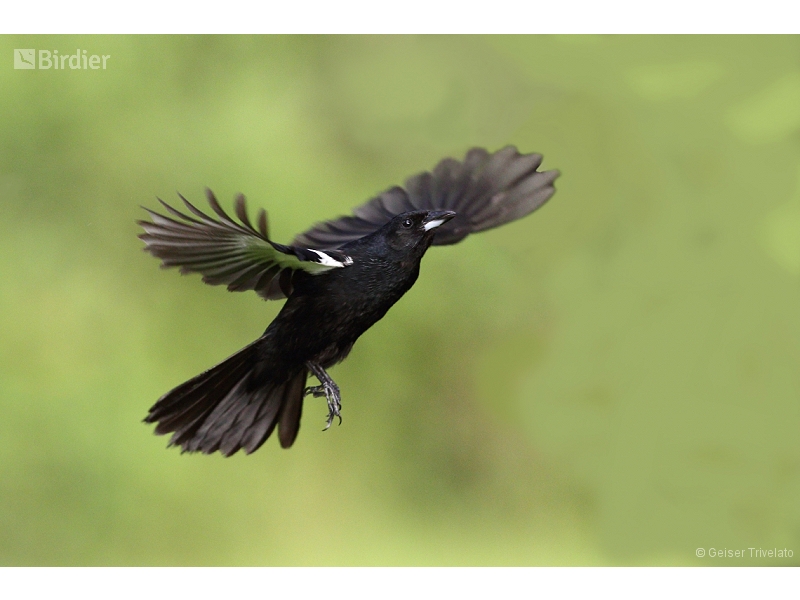 White-lined Tanager