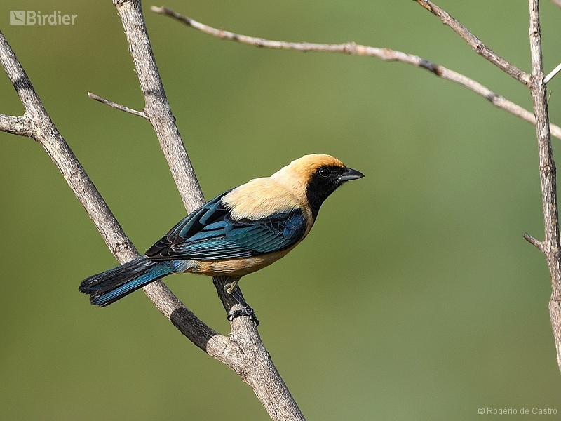Burnished-buff Tanager