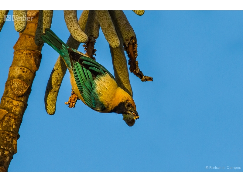 Burnished-buff Tanager