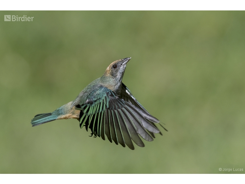 Burnished-buff Tanager