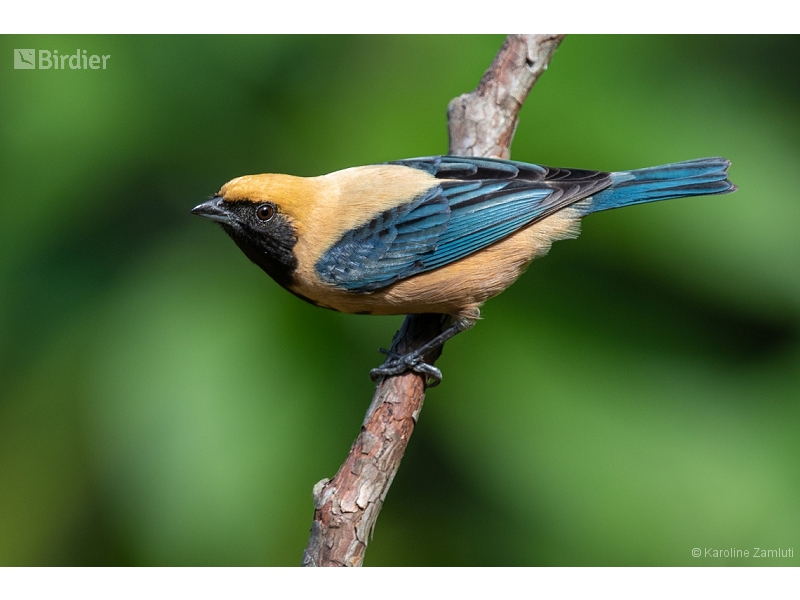 Burnished-buff Tanager