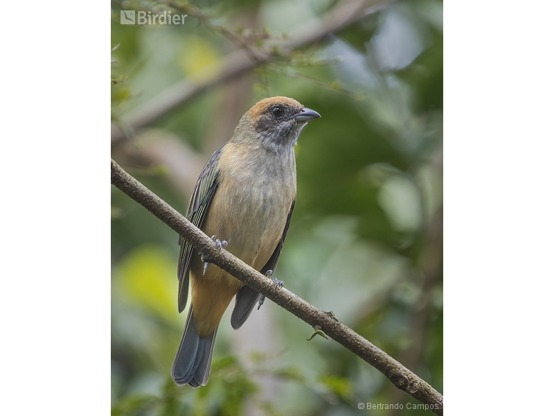 Burnished-buff Tanager