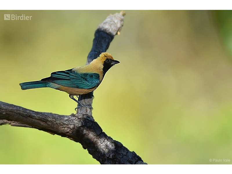 Burnished-buff Tanager