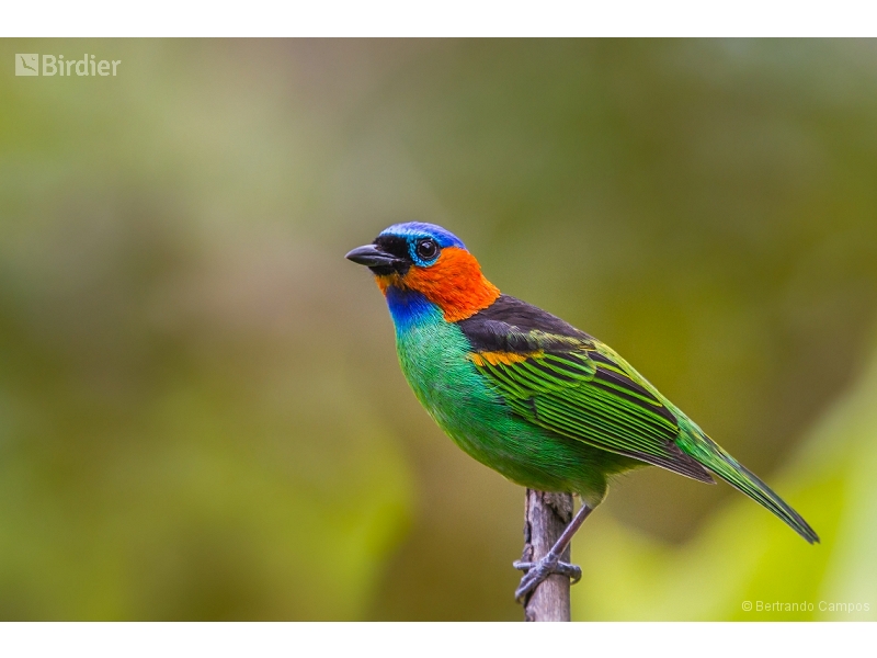 Red-necked Tanager