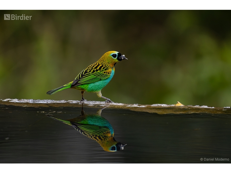 Brassy-breasted Tanager