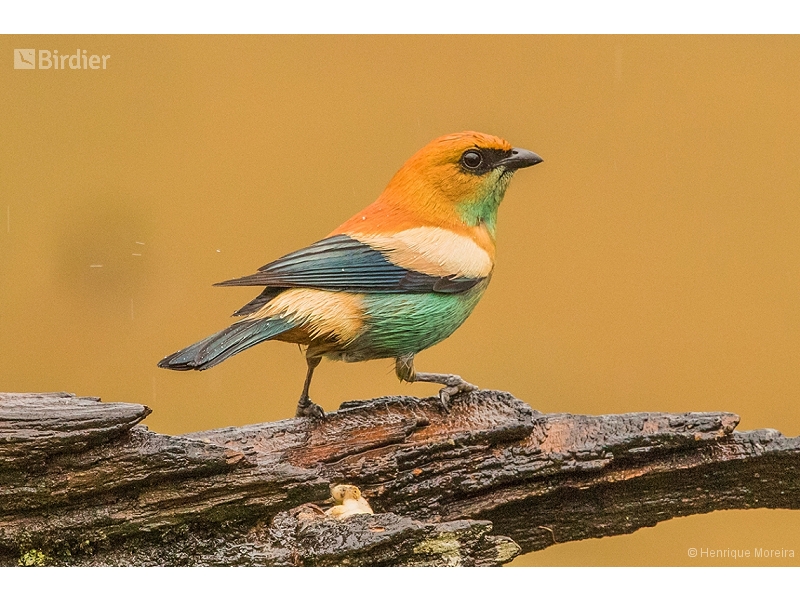 Chestnut-backed Tanager