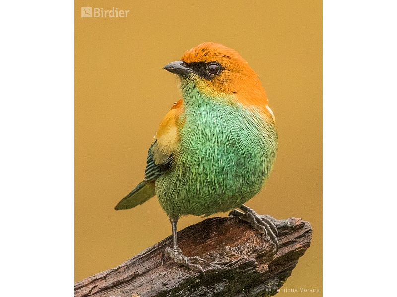 Chestnut-backed Tanager