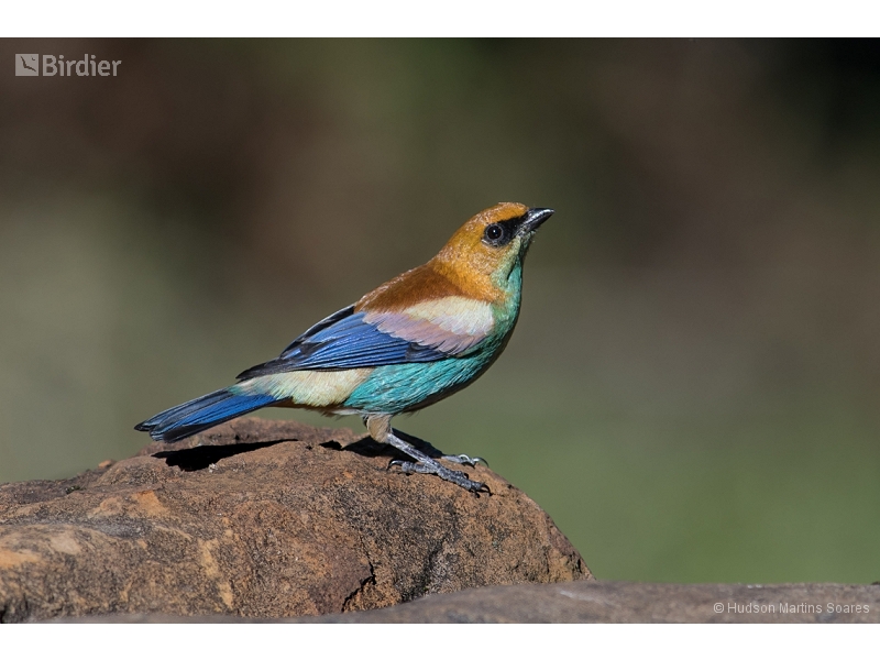 Chestnut-backed Tanager