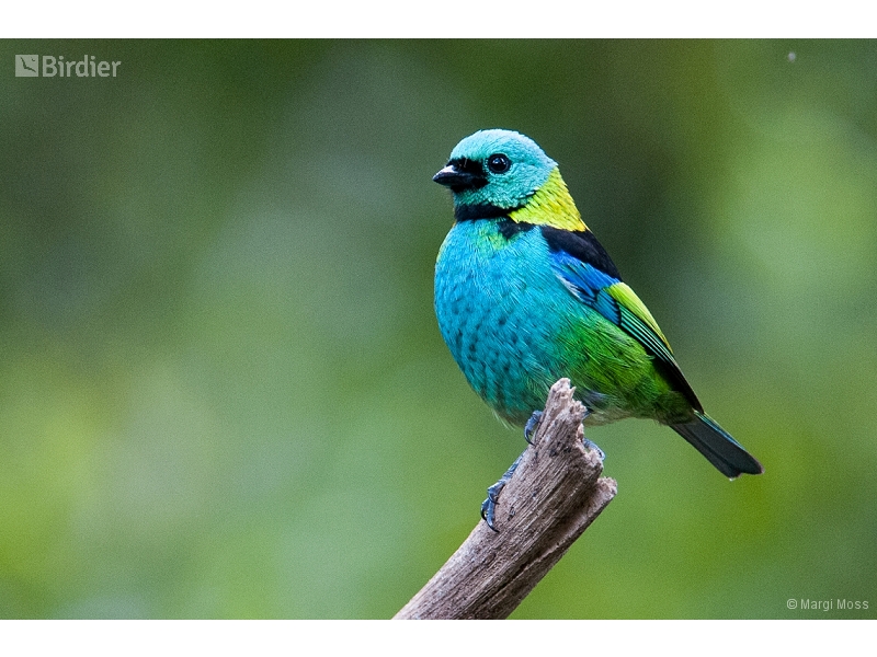 Green-headed Tanager