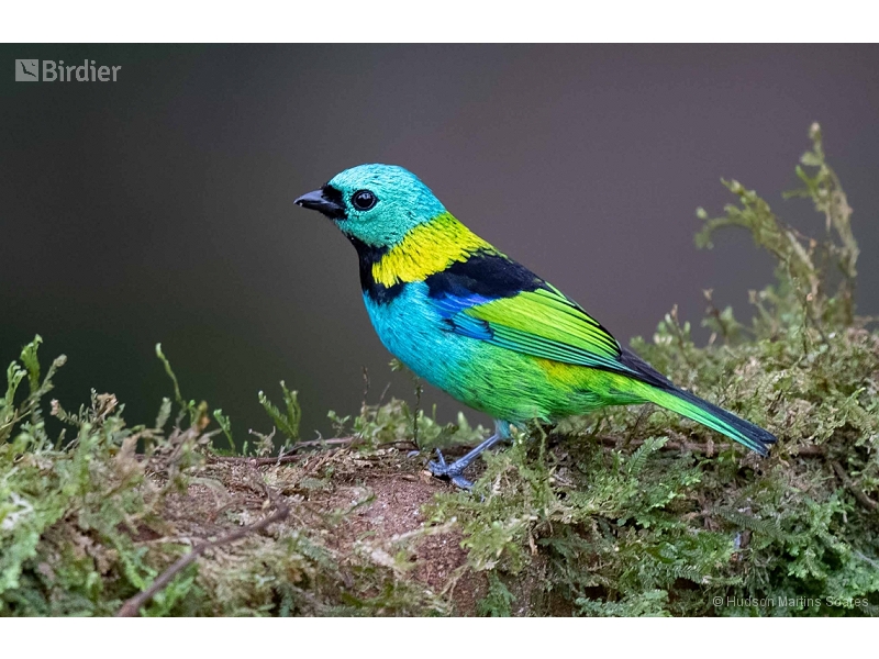 Green-headed Tanager