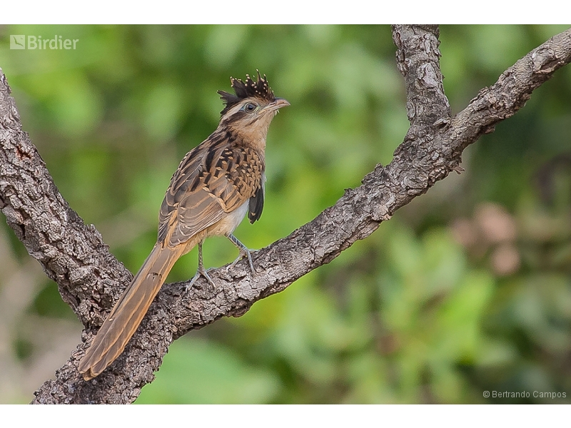 Striped Cuckoo