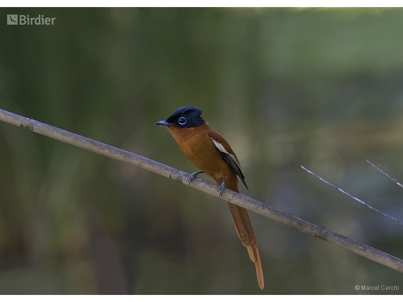 Malagasy Paradise Flycatcher