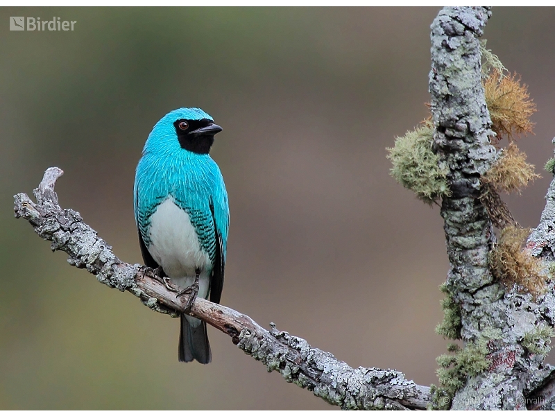 Swallow Tanager