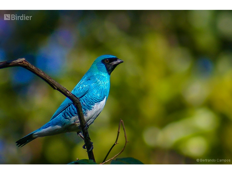 Swallow Tanager