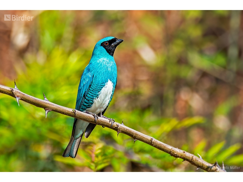 Swallow Tanager