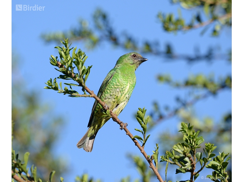 Swallow Tanager