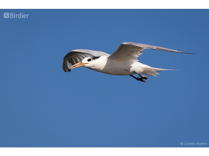 Sandwich Tern