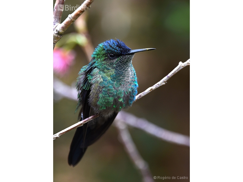 Violet-capped Woodnymph