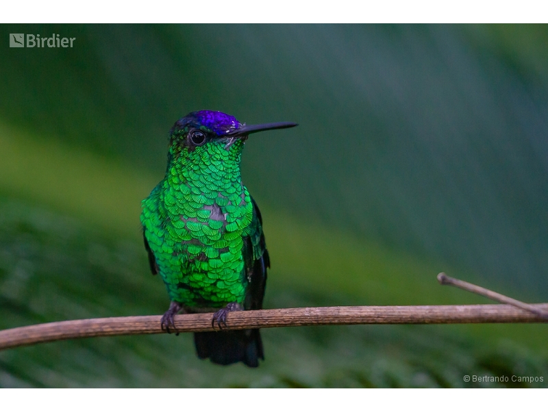 Violet-capped Woodnymph