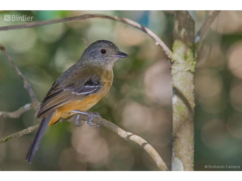 Variable Antshrike