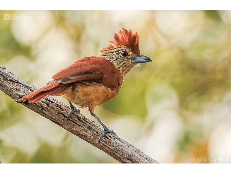 Caatinga Antshrike